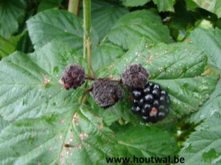 Botrytis - niet meer eten!