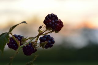 Plukken in Buitenpost bij familie Baarda
