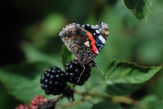 Plukken in Twijzel bij Melktap Molke en Huning