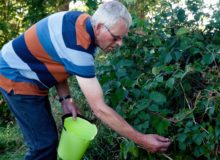 Plukken in Kollumerzwaag langs Spoarbuorren Noard