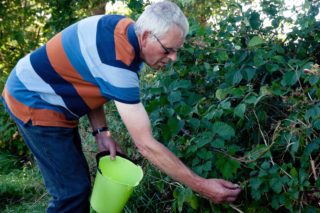 Plukken in Kollumerzwaag langs Spoarbuorren Noard