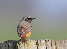 De gekraagde roodstaart spotten