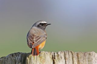 De gekraagde roodstaart spotten