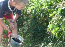 Plukken in Boelenslaan bij boer Bouma