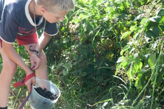 Plukken in Boelenslaan bij boer Bouma