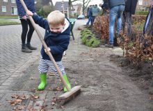 Tuinen Verbinden afgerond met planten beukenhaag