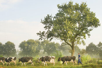 Nationaal Landschap