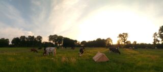 Pop-up camping Sliepe yn ‘e Wâlden