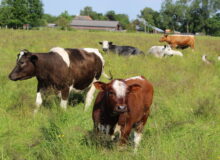 Open boerderij Zorgboerderij De Witrik