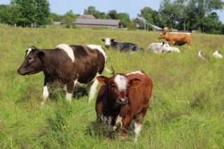 Open boerderij Zorgboerderij De Witrik