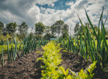 Open tuin Dorpstuin Hurdegaryp