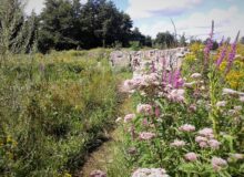 Open tuin natuurtuin familie Bakker