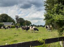 Open boerderij biologisch melkveebedrijf Marinus