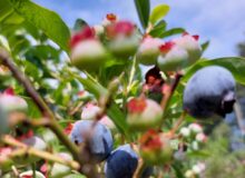 Zelfplukfruittuin Beiketún