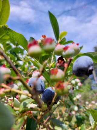 Zelfplukfruittuin Beiketún