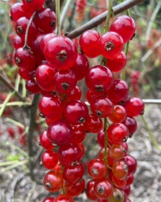 Open fruittuin met wijnproeverijtje