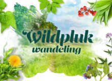 Wildplukwandeling met koffie/thee en gebak