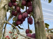 Open fruitkwekerij Borkenhof
