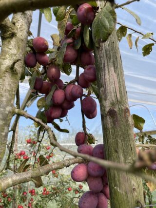 Open fruitkwekerij Borkenhof